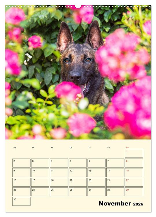 Produktbild: Familienplaner Tausendsassa Malinois (Wandkalender 2026 DIN A2 hoch), CALVENDO Monatskalender
