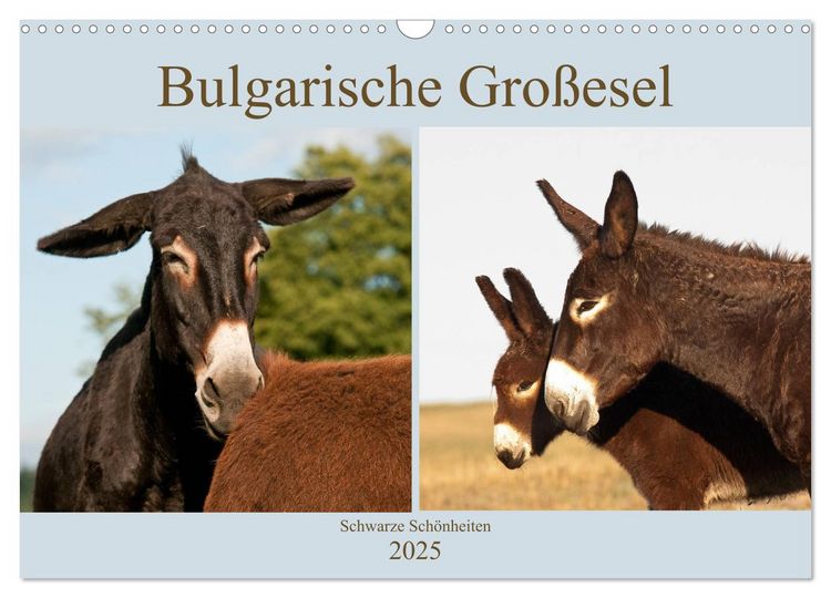 Produktbild: Bulgarische Gro&szlig;esel - Schwarze Sch&ouml;nheiten (Wandkalender 2025 DIN A3 quer), CALVENDO Monatskalender