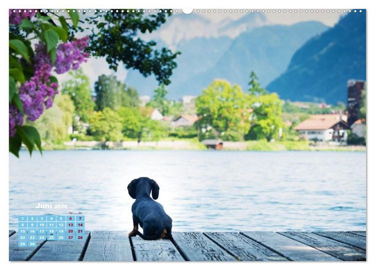 Produktbild: Geliebte Dackel (Wandkalender 2026 DIN A2 quer), CALVENDO Monatskalender
