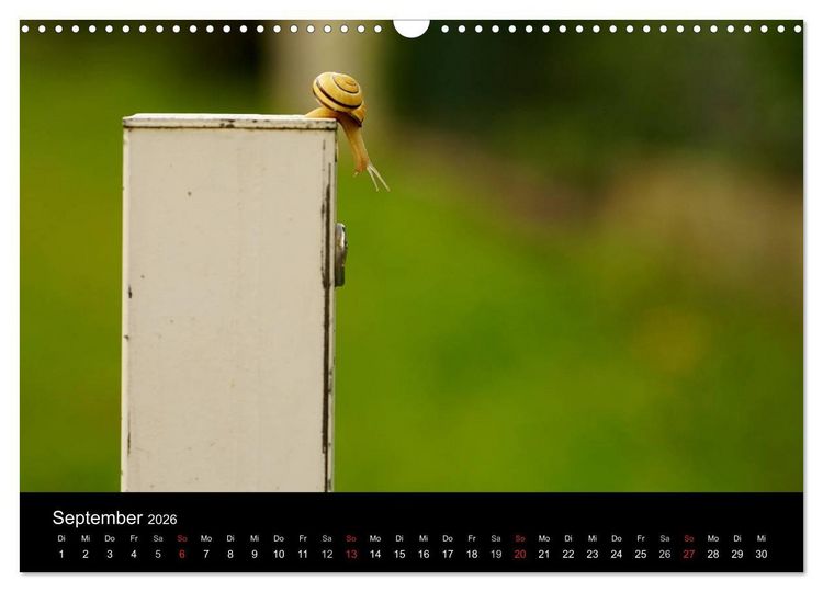 Produktbild: Kleine B&auml;nderschnecke ganz gro&szlig; - Gem&uuml;tlich durch das neue Jahr (Wandkalender 2026 DIN A3 quer), CALVENDO Monatskalender
