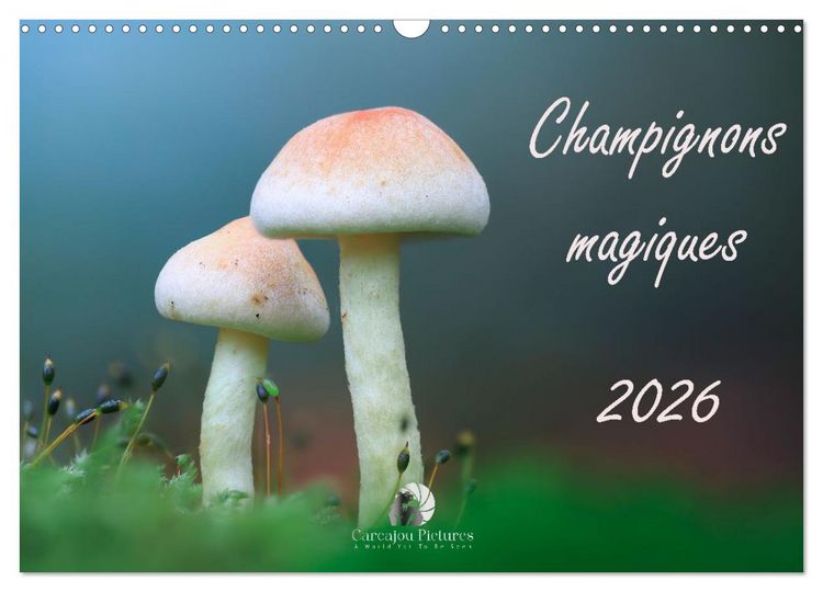Produktbild: Champignons magiques (Calendrier mural 2026 DIN A3 vertical), CALVENDO calendrier mensuel