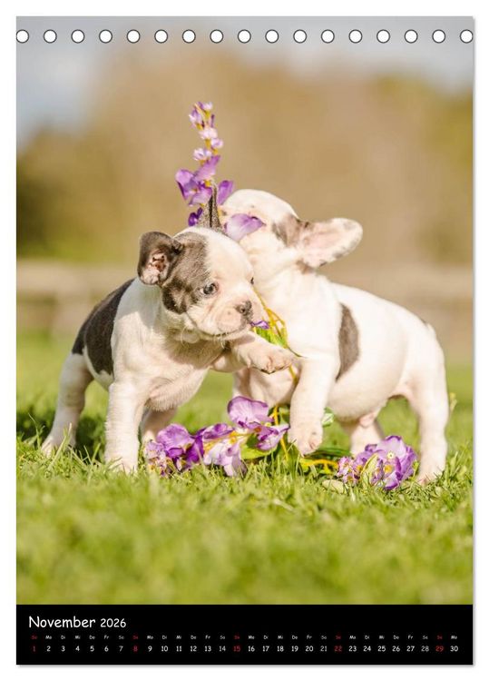 Produktbild: Franz&ouml;sische Bulldoggen - Eine Bully Liebeserk&auml;rung (Tischkalender 2026 DIN A5 hoch), CALVENDO Monatskalender
