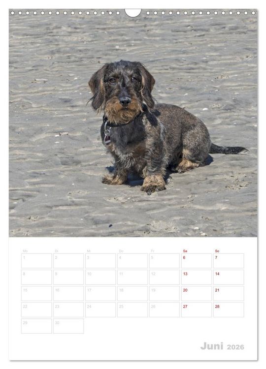 Produktbild: Der Dackel (M)ein treuer Weggef&auml;hrte (Wandkalender 2026 DIN A3 hoch), CALVENDO Monatskalender