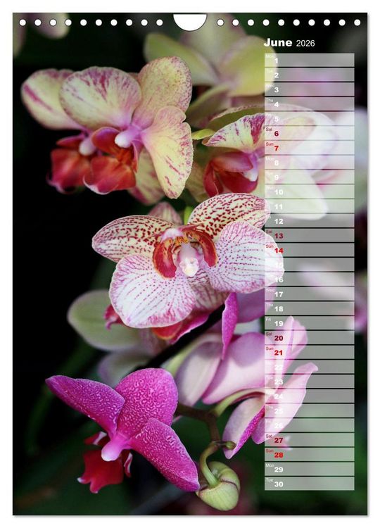 Produktbild: Orchids - Infinite Variety (Wall Calendar 2026 DIN A4 portrait), CALVENDO 12 Month Wall Calendar