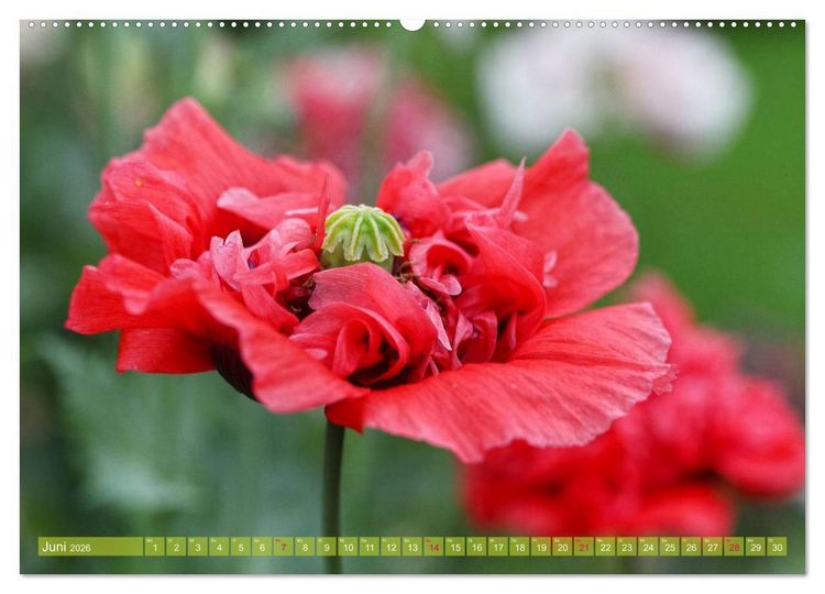Produktbild: Mohn Tage (hochwertiger Premium Wandkalender 2026 DIN A2 quer), Kunstdruck in Hochglanz