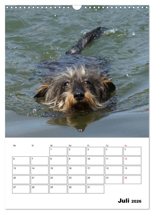 Produktbild: Liebenswerte Zwergrauhaardackel (Wandkalender 2026 DIN A3 hoch), CALVENDO Monatskalender
