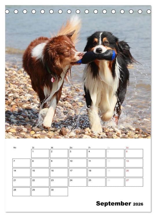 Produktbild: Australian Shepherd (Tischkalender 2026 DIN A5 hoch), CALVENDO Monatskalender