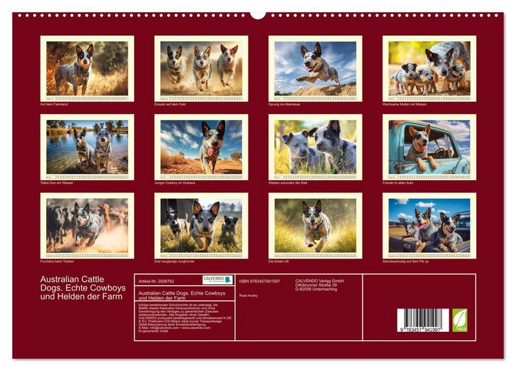 Produktbild: Australian Cattle Dogs. Echte Cowboys und Helden der Farm (hochwertiger Premium Wandkalender 2026 DIN A2 quer), Kunstdruck in Hochglanz