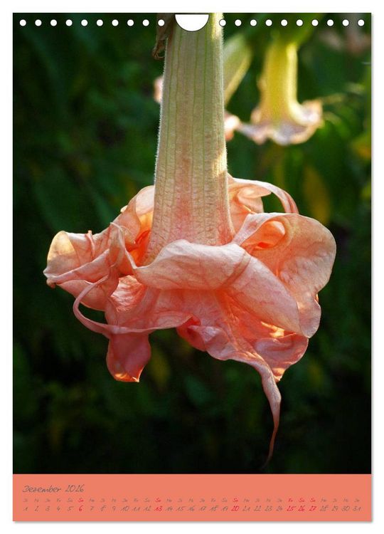 Produktbild: Brugmansia & Datura - Exotische Sch&ouml;nheiten (Wandkalender 2026 DIN A4 hoch), CALVENDO Monatskalender