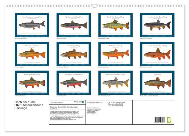 Produktbild: Fisch als Kunst 2026: Amerikanische Saiblinge (Wandkalender 2026 DIN A2 quer), CALVENDO Monatskalender