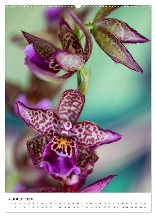 Produktbild: Orchideen (hochwertiger Premium Wandkalender 2026 DIN A2 hoch), Kunstdruck in Hochglanz