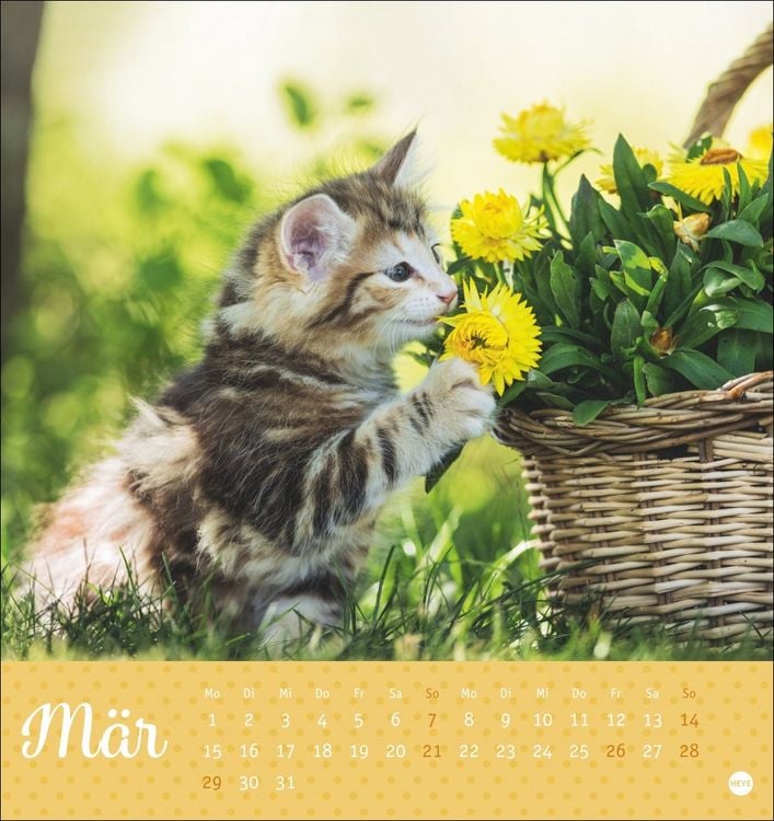 Produktbild: Katzen Postkartenkalender Kleine Tiger 2027