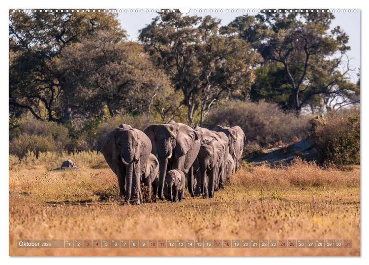 Produktbild: Elefanten in Afrika - Die mit den gro&szlig;en Ohren (hochwertiger Premium Wandkalender 2026 DIN A2 quer), Kunstdruck in Hochglanz