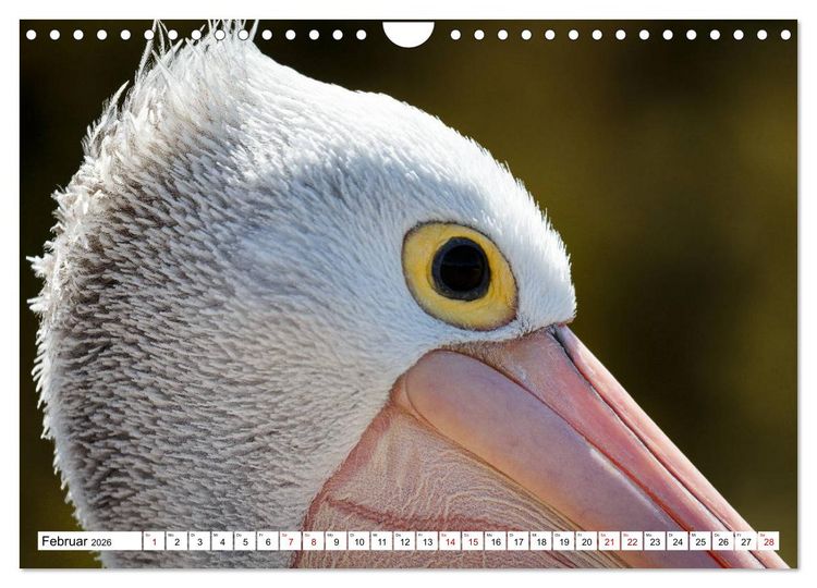 Produktbild: Wildlife Australien (Wandkalender 2026 DIN A4 quer), CALVENDO Monatskalender