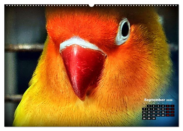 Produktbild: Die Unzertrennlichen (hochwertiger Premium Wandkalender 2026 DIN A2 quer), Kunstdruck in Hochglanz