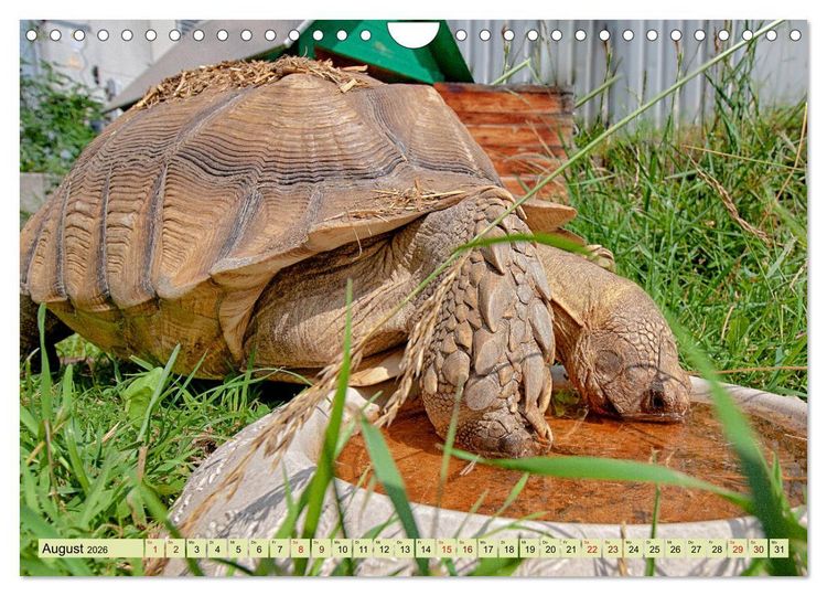 Produktbild: Herkules and Friends (Wandkalender 2026 DIN A4 quer), CALVENDO Monatskalender