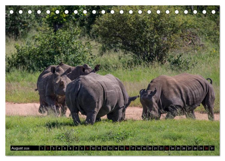 Produktbild: Afrikas wilde Tiere (Tischkalender 2026 DIN A5 quer), CALVENDO Monatskalender