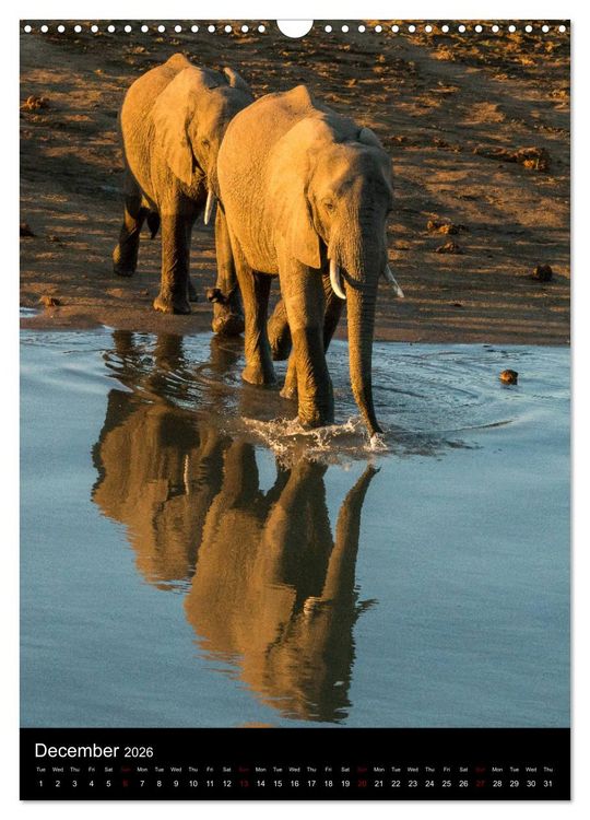 Produktbild: South Luangwa Wildlife (Wall Calendar 2026 DIN A3 portrait), CALVENDO 12 Month Wall Calendar