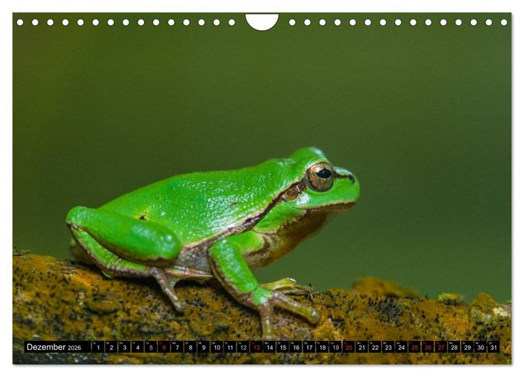 Produktbild: Salamander und Co. (Wandkalender 2026 DIN A4 quer), CALVENDO Monatskalender