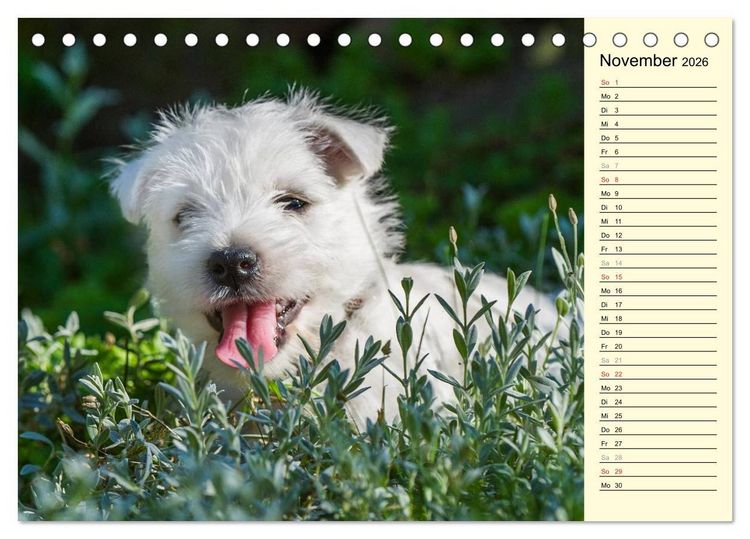 Produktbild: Kobold auf 4 Pfoten - West Highland White Terrier (Tischkalender 2026 DIN A5 quer), CALVENDO Monatskalender