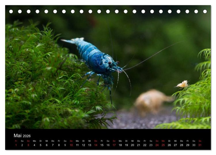 Produktbild: Zwerggarnelen - gepanzerte Juwelen im Aquarium (Tischkalender 2026 DIN A5 quer), CALVENDO Monatskalender