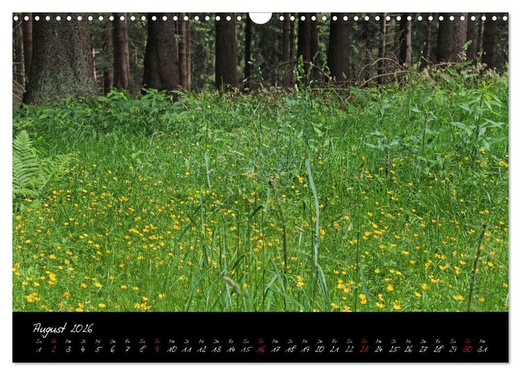 Produktbild: Wald (Wandkalender 2026 DIN A3 quer), CALVENDO Monatskalender