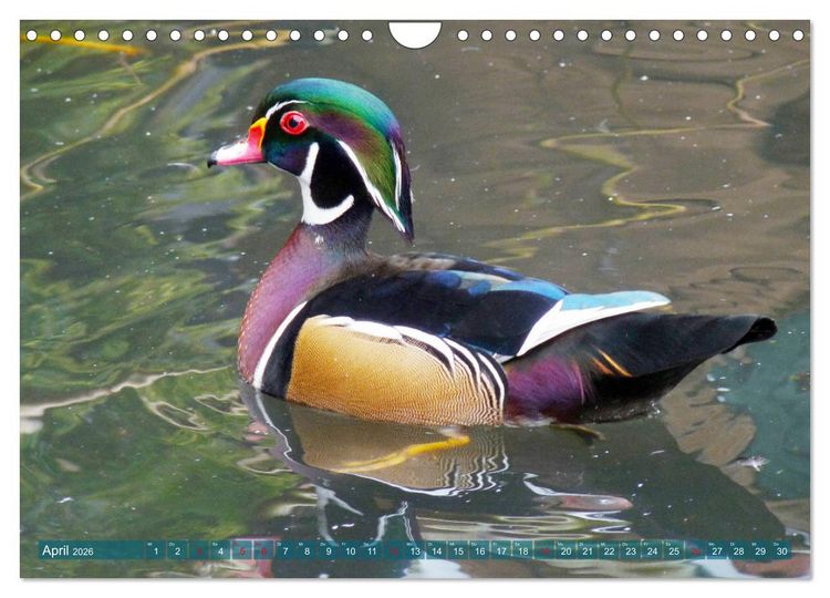 Produktbild: Tierisch gut: Wasserv&ouml;gel (Wandkalender 2026 DIN A4 quer), CALVENDO Monatskalender