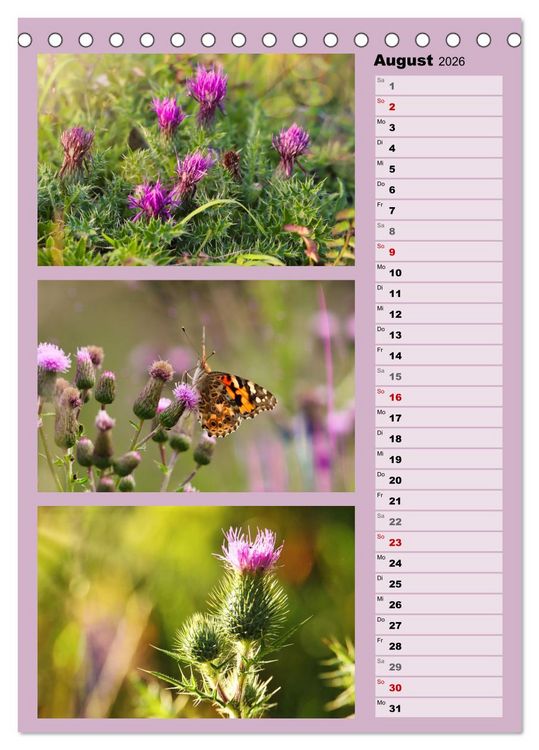 Produktbild: Farbenzauber, bunte Wiesen und bunte Falter (Tischkalender 2026 DIN A5 hoch), CALVENDO Monatskalender