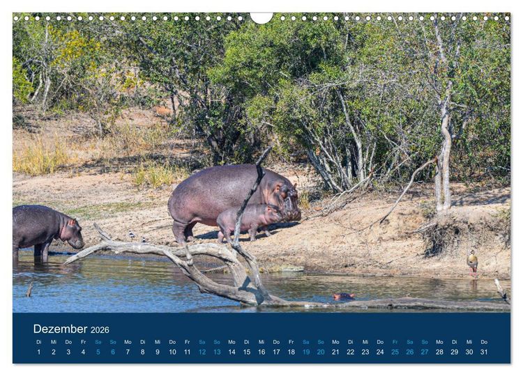 Produktbild: Nilpferde, Kolosse in Afrika (Wandkalender 2026 DIN A3 quer), CALVENDO Monatskalender