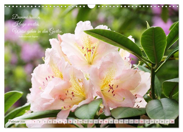 Produktbild: Rhododendren und Poesie (Wandkalender 2026 DIN A3 quer), CALVENDO Monatskalender