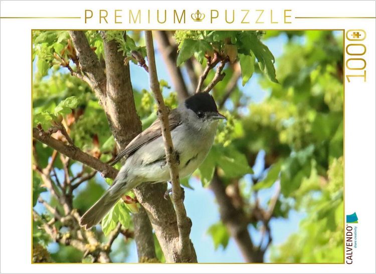 Produktbild: CALVENDO Puzzle M&ouml;nchsgrasm&uuml;cke | 1000 Teile Lege-Gr&ouml;&szlig;e 64x48cm Foto-Puzzle f&uuml;r gl&uuml;ckliche Stunden