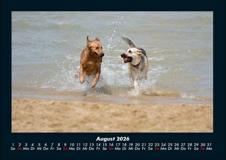 Produktbild: Hundezauber 2026 Fotokalender DIN A4