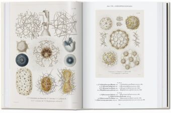 Produktbild: The Art and Science of Ernst Haeckel