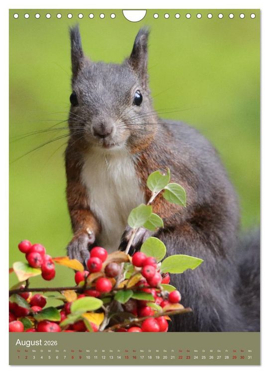 Produktbild: Eichh&ouml;rnchen - zauberhafte Waldbewohner (Wandkalender 2026 DIN A4 hoch), CALVENDO Monatskalender