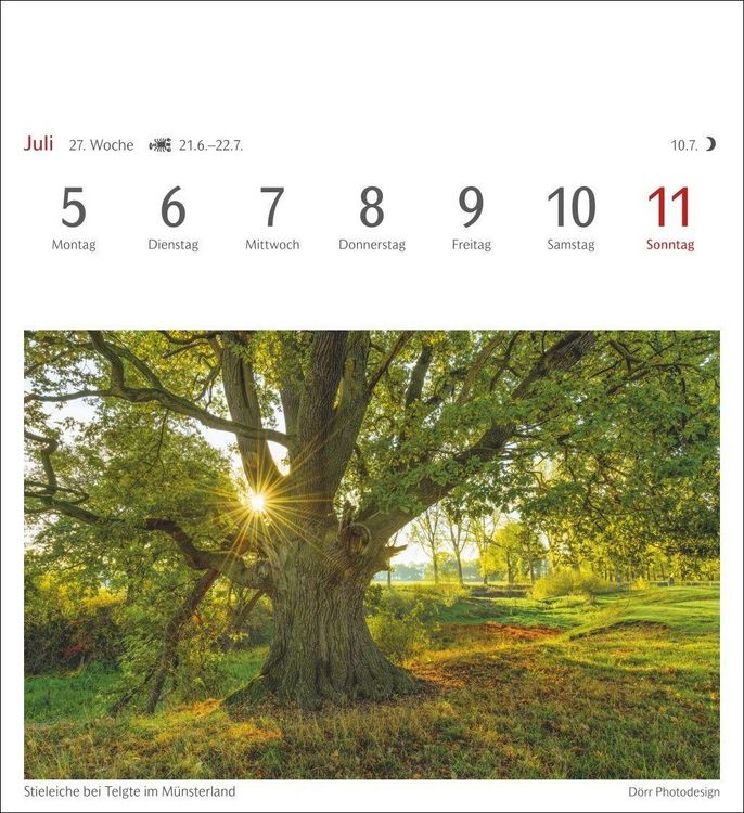 Produktbild: B&auml;ume Postkartenkalender 2027 - Wochenkalender mit 53 Postkarten