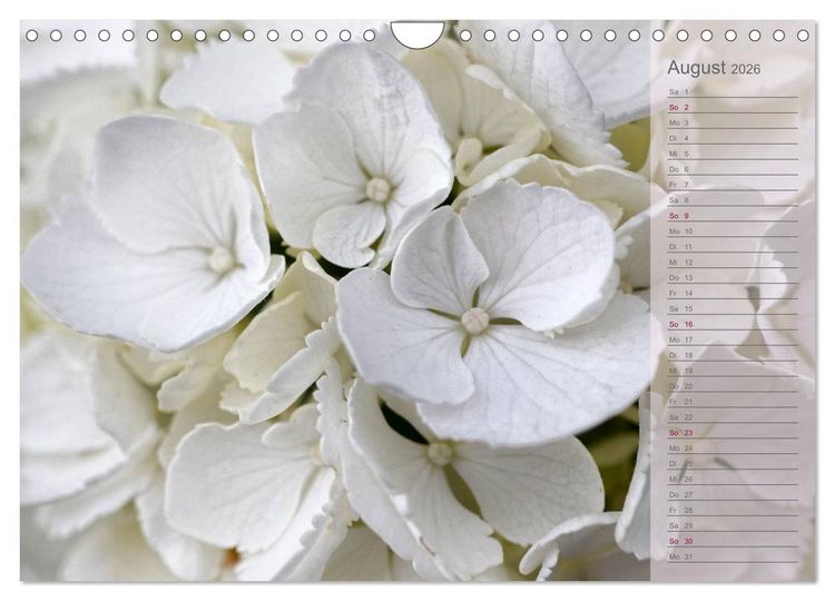 Produktbild: Hortensien / Geburtstagskalender (Wandkalender 2026 DIN A4 quer), CALVENDO Monatskalender
