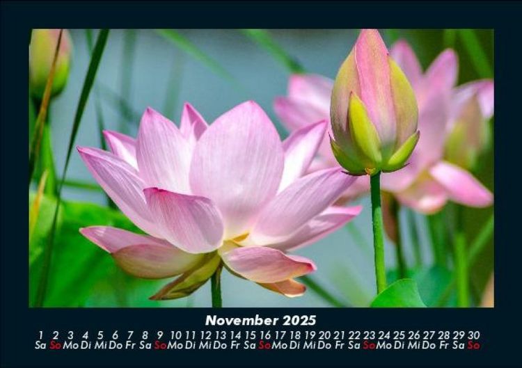 Produktbild: Blumenzauber 2025 Fotokalender DIN A5
