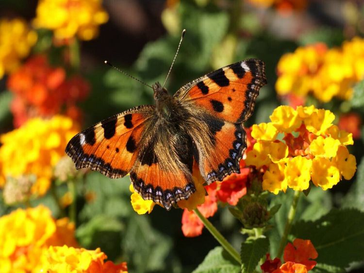 Produktbild: CALVENDO Puzzle Kleiner Fuchs auf Lantana | 1000 Teile Lege-Gr&ouml;&szlig;e 64x48cm Foto-Puzzle f&uuml;r gl&uuml;ckliche Stunden