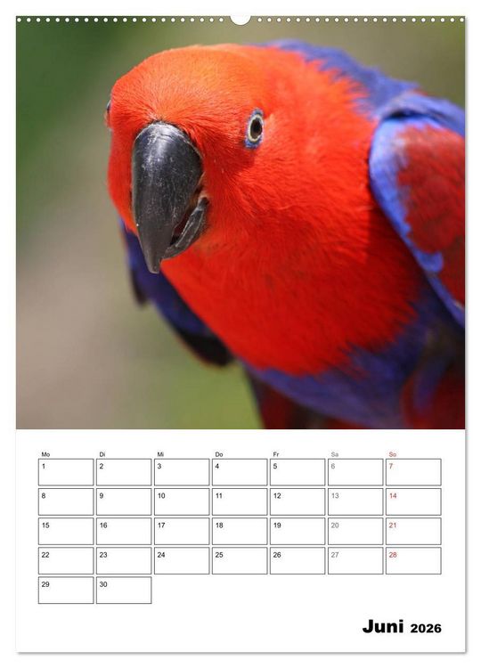 Produktbild: Papageien - Graupapagei, Rosella und Co. (hochwertiger Premium Wandkalender 2026 DIN A2 hoch), Kunstdruck in Hochglanz