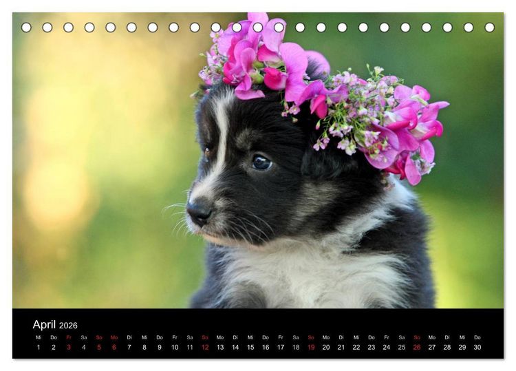 Produktbild: Der Bordercollie-Kalender (Tischkalender 2026 DIN A5 quer), CALVENDO Monatskalender