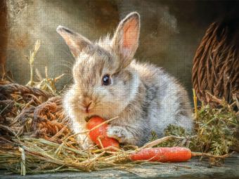 Produktbild: CALVENDO Puzzle Kaninchenportraits | 1000 Teile Lege-Gr&ouml;&szlig;e 64x48cm Foto-Puzzle f&uuml;r gl&uuml;ckliche Stunden