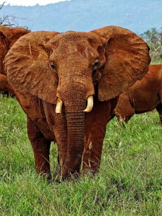 Produktbild: CALVENDO Puzzle Elefant....auf Safari | 1000 Teile Lege-Gr&ouml;&szlig;e 64x48cm Foto-Puzzle f&uuml;r gl&uuml;ckliche Stunden