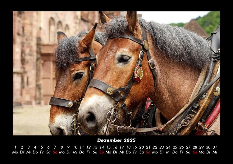 Produktbild: Die Welt der Pferde 2025 Fotokalender DIN A3