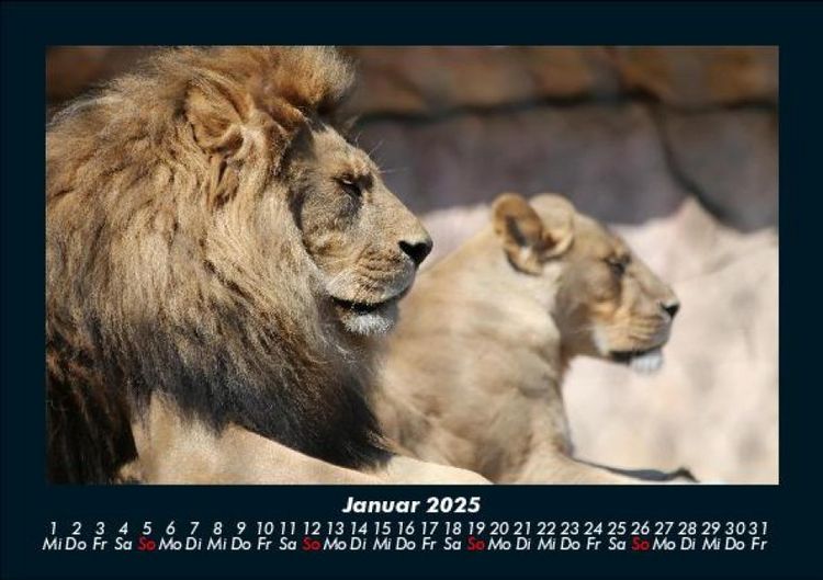 Produktbild: Der Tierkalender 2025 Fotokalender DIN A5