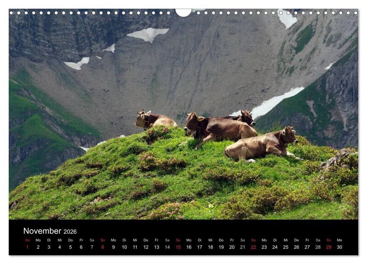 Produktbild: Gl&uuml;ckliches Rindvieh 2026 (Wandkalender 2026 DIN A3 quer), CALVENDO Monatskalender