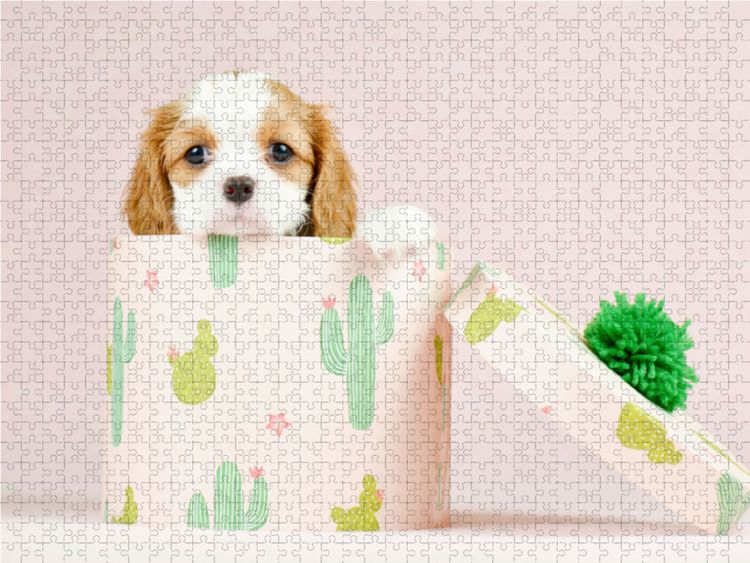 Produktbild: CALVENDO Puzzle Zuckers&uuml;&szlig;er Welpe entdeckt die Welt | 1000 Teile Lege-Gr&ouml;&szlig;e 64x48cm Foto-Puzzle f&uuml;r gl&uuml;ckliche Stunden