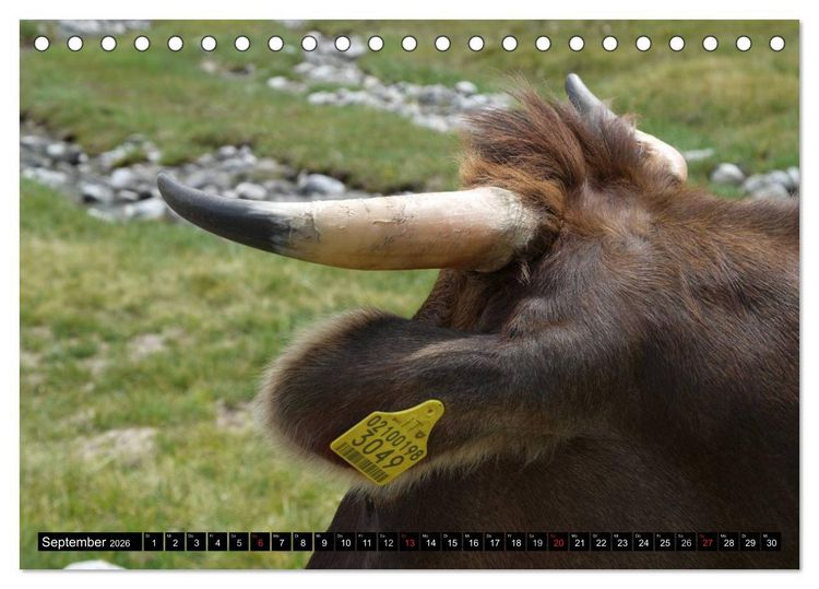 Produktbild: K&uuml;he mit H&ouml;rnern (Tischkalender 2026 DIN A5 quer), CALVENDO Monatskalender