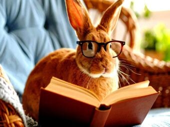 Produktbild: CALVENDO Puzzle Hase beim lesen | 1000 Teile Lege-Gr&ouml;&szlig;e 64x48cm Foto-Puzzle f&uuml;r gl&uuml;ckliche Stunden