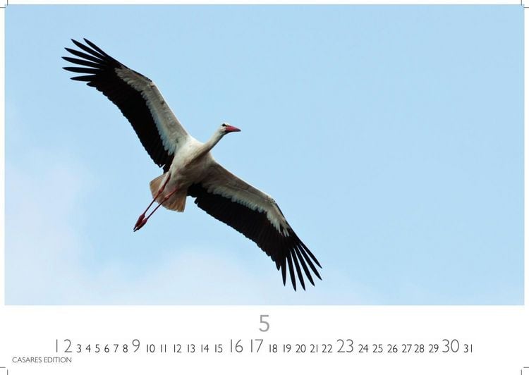 Produktbild: St&ouml;rche Kalender 2027 &ndash; Wandkalender | Fotokalender Tierkalender 35x50cm Grosses Format - Inspirierende Storch-Motive f&uuml;r Natur- und Tierkalenderliebhaber.