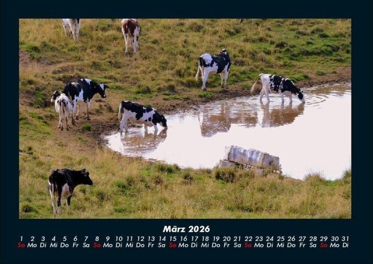 Produktbild: Kuhkalender 2026 Fotokalender DIN A4